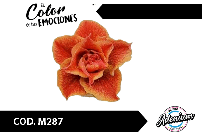 M/287 PREVENTA PREMIUM